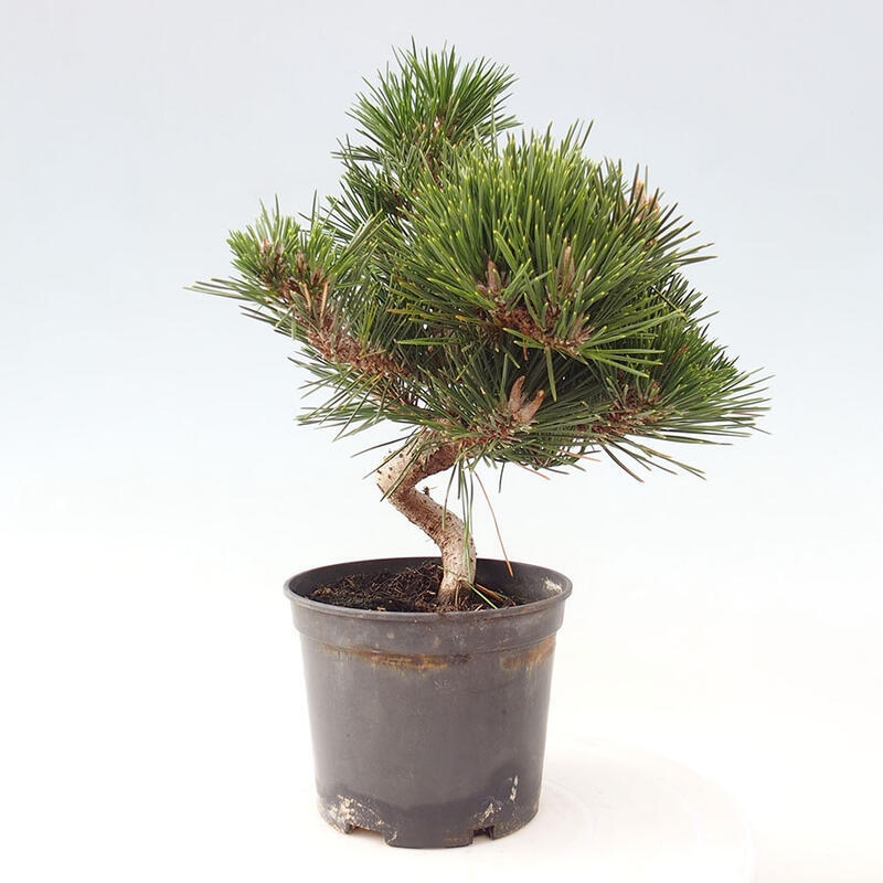 Bonsai im Freien - Pinus thunbergii senjyumaru - Thunbergia-Kiefer