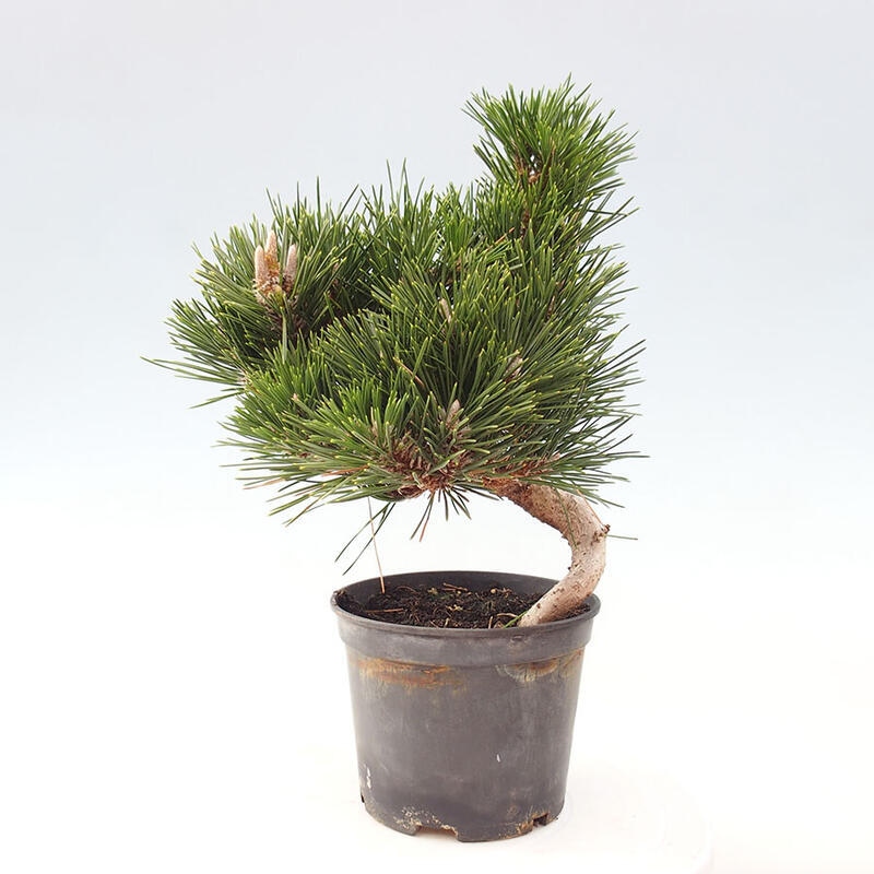 Bonsai im Freien - Pinus thunbergii senjyumaru - Thunbergia-Kiefer