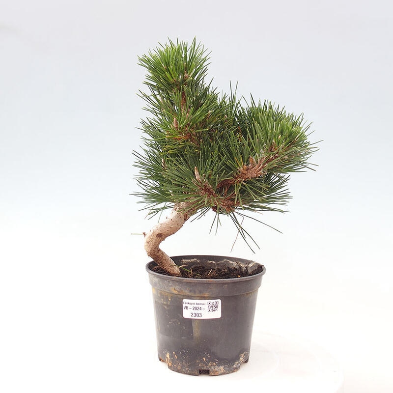 Bonsai im Freien - Pinus thunbergii senjyumaru - Thunbergia-Kiefer