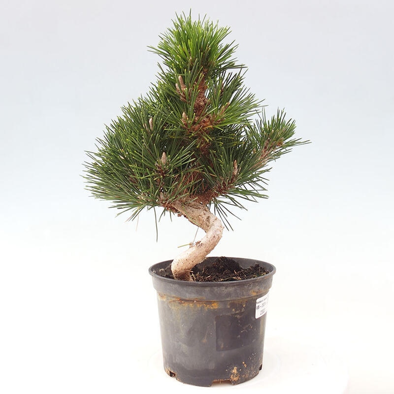 Bonsai im Freien - Pinus thunbergii senjyumaru - Thunbergia-Kiefer