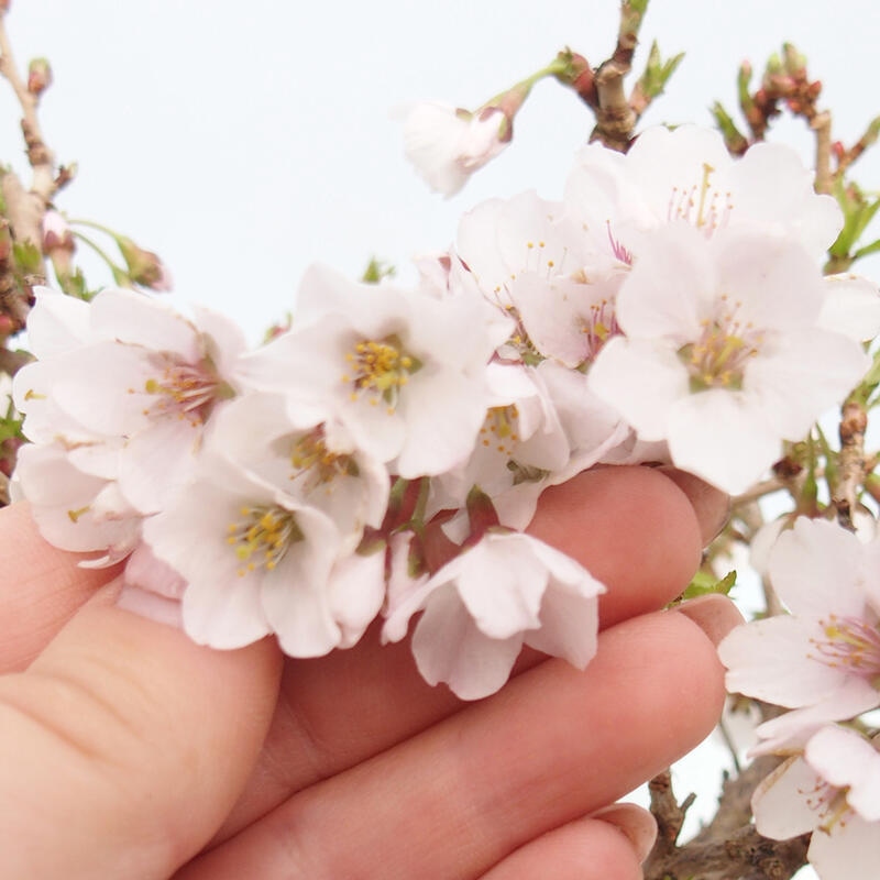 Bonsai im Freien - Prunus incisa Kojou-no mai-Pflaume geschnitten