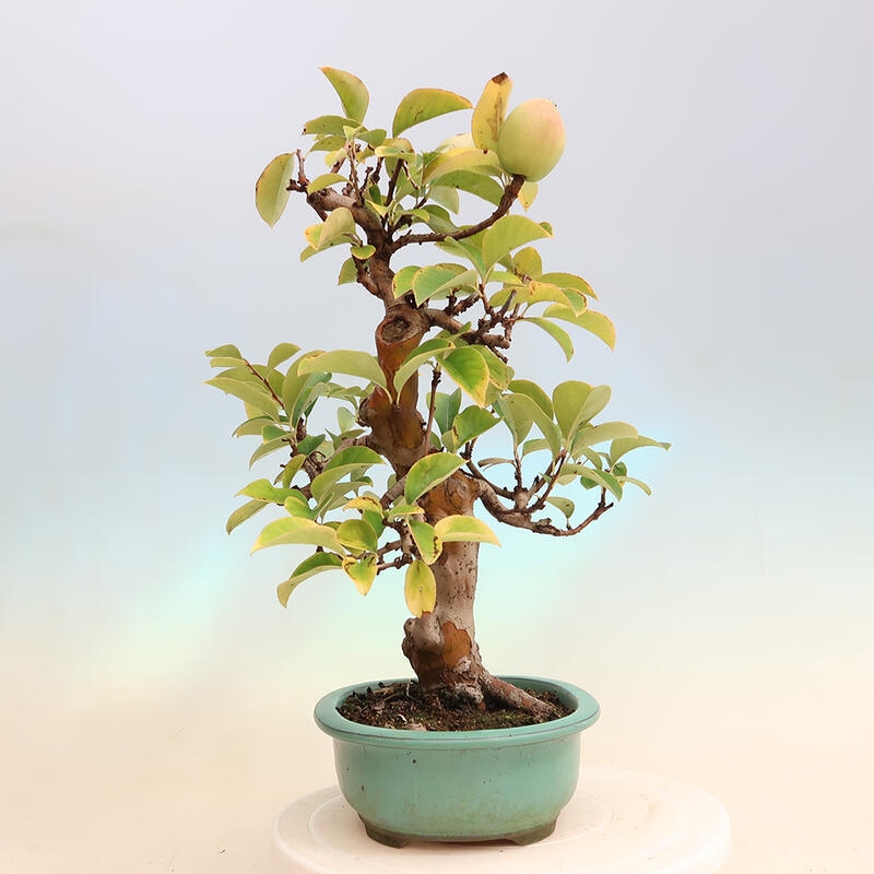 Bonsai im Freien - Pseudocydonia sinensis - Chinesische Quitte