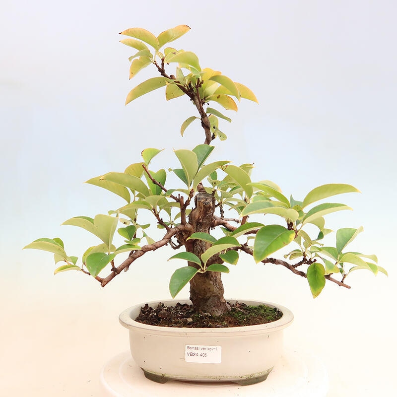 Bonsai im Freien - Pseudocydonia sinensis - Chinesische Quitte