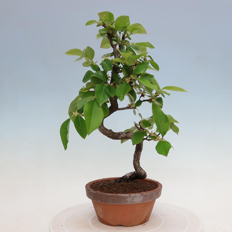 Outdoor bonsai - Pseudocydonia sinensis - Chinese quince