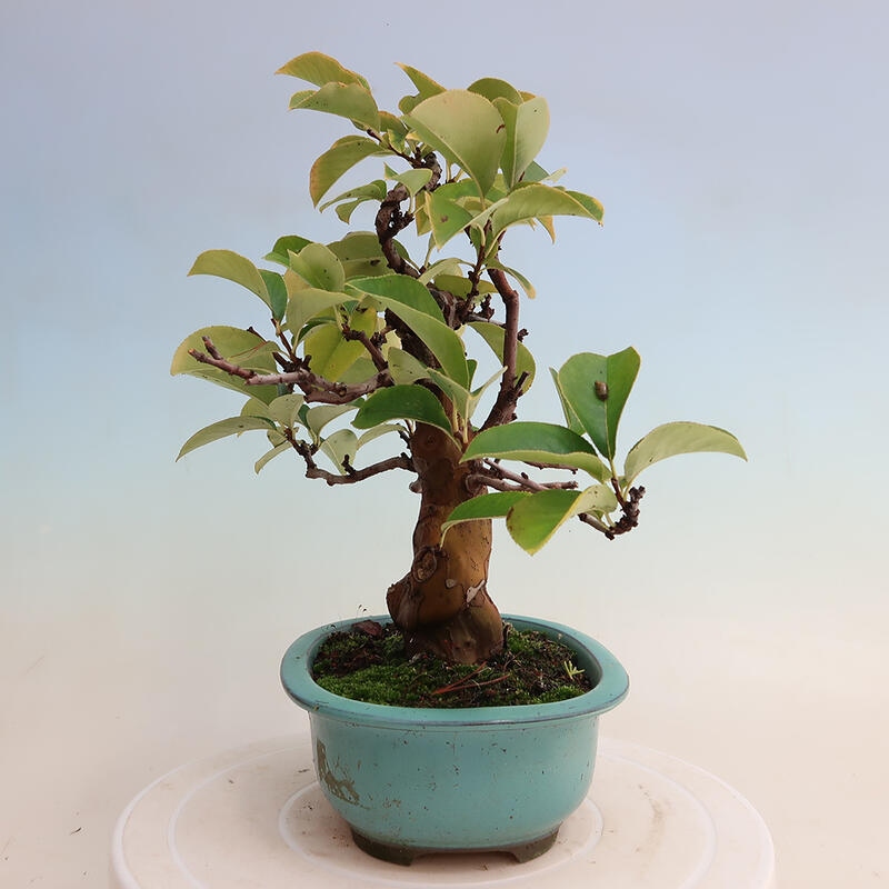 Bonsai im Freien - Pseudocydonia sinensis - Chinesische Quitte