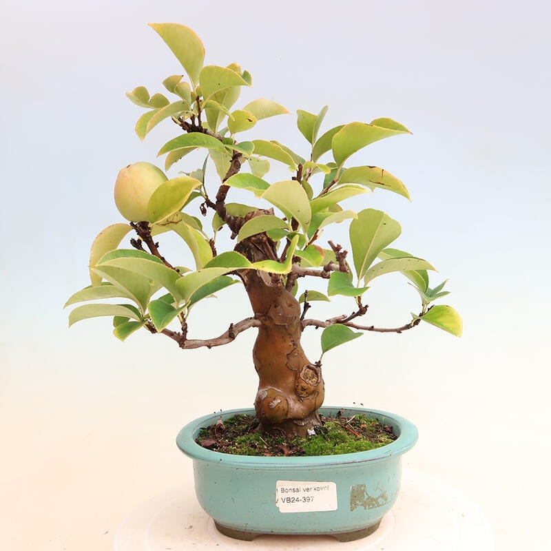 Bonsai im Freien - Pseudocydonia sinensis - Chinesische Quitte