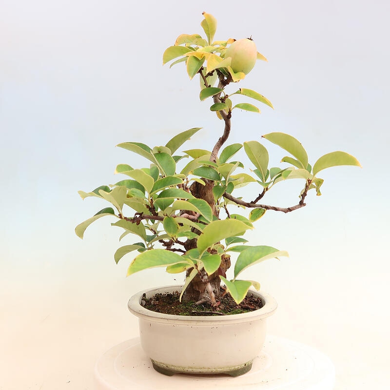 Bonsai im Freien - Pseudocydonia sinensis - Chinesische Quitte