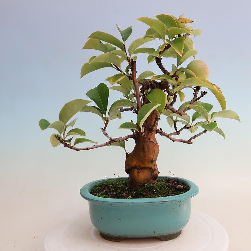 Bonsai im Freien - Pseudocydonia sinensis - Chinesische Quitte