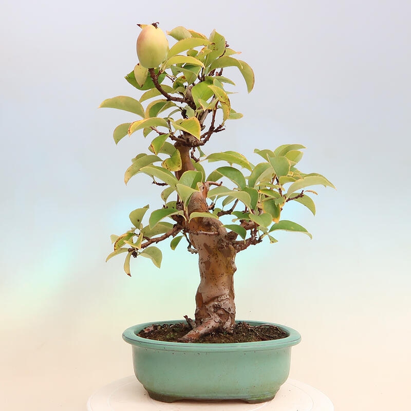 Bonsai im Freien - Pseudocydonia sinensis - Chinesische Quitte
