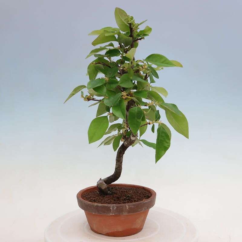Outdoor bonsai - Pseudocydonia sinensis - Chinese quince
