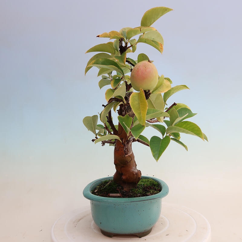 Bonsai im Freien - Pseudocydonia sinensis - Chinesische Quitte