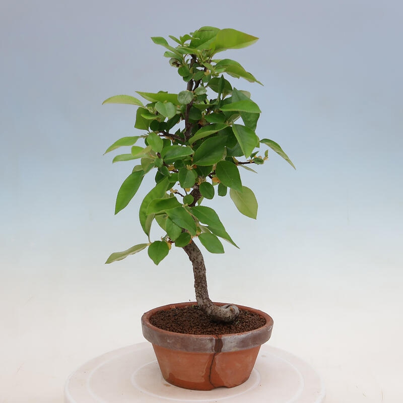 Outdoor bonsai - Pseudocydonia sinensis - Chinese quince