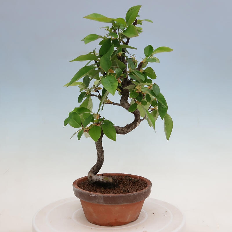 Outdoor bonsai - Pseudocydonia sinensis - Chinese quince