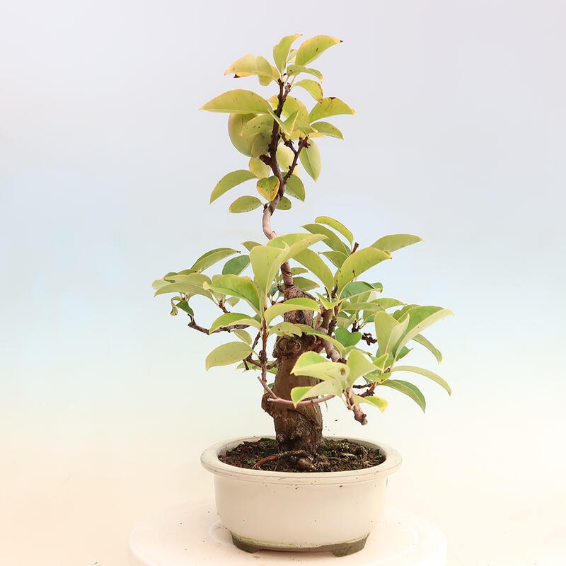 Bonsai im Freien - Pseudocydonia sinensis - Chinesische Quitte