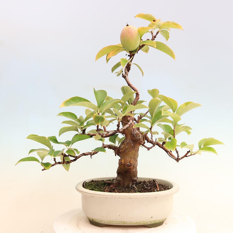 Bonsai im Freien - Pseudocydonia sinensis - Chinesische Quitte