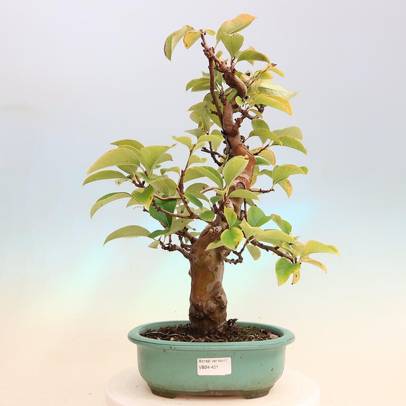 Bonsai im Freien - Pseudocydonia sinensis - Chinesische Quitte