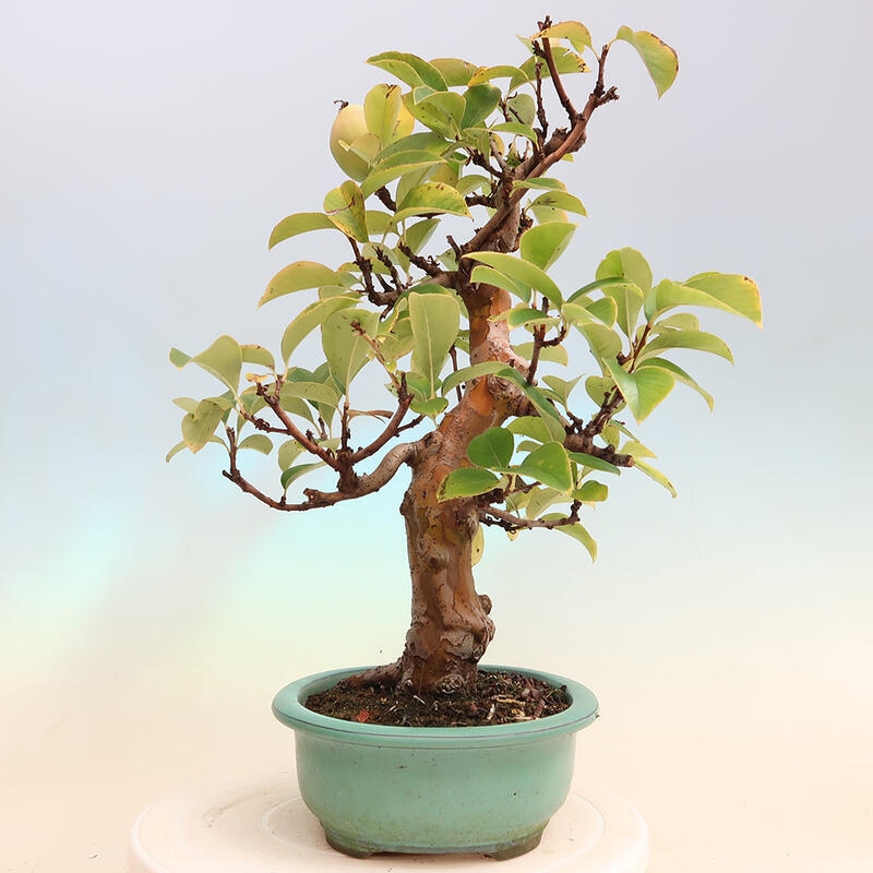 Bonsai im Freien - Pseudocydonia sinensis - Chinesische Quitte