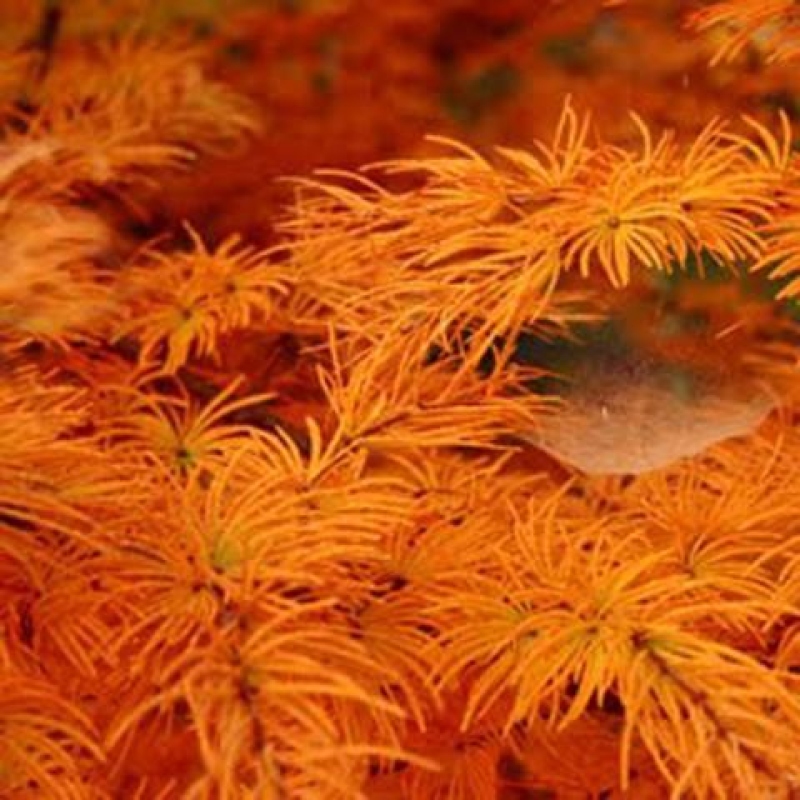 Bonsai für draußen -Pseudolarix amabis-Pseudolarix amabis