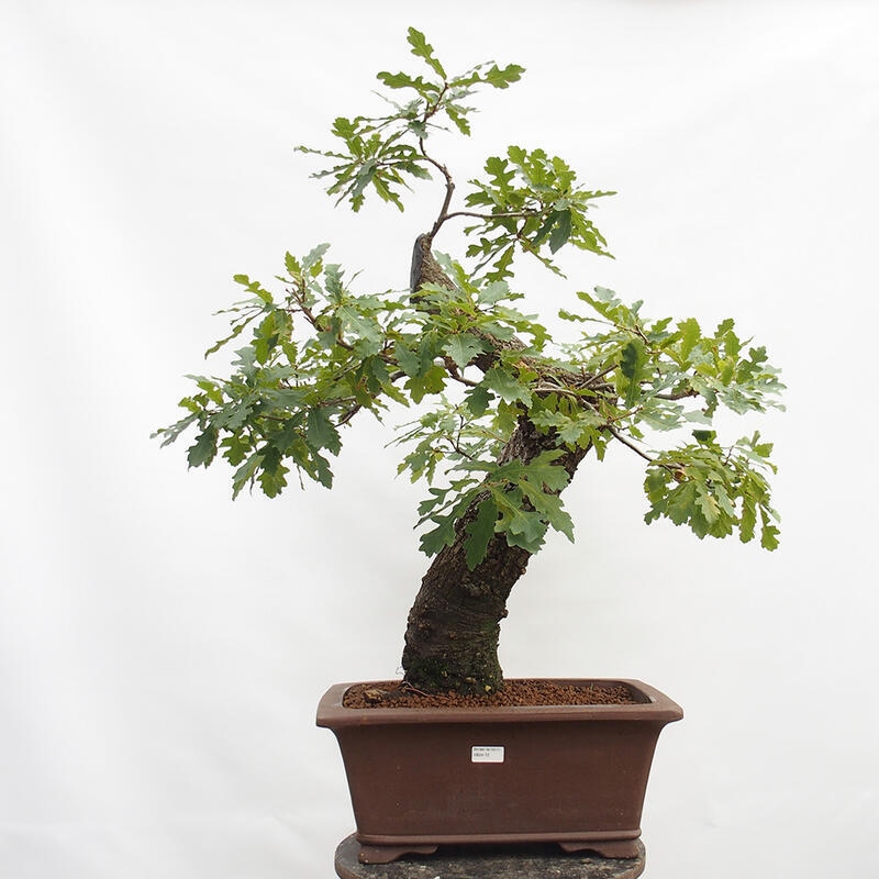 Outdoor-Bonsai Quercus Cerris - Eiche Cer
