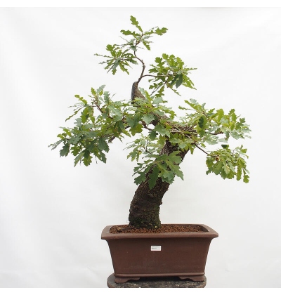 Outdoor-Bonsai Quercus Cerris - Eiche Cer - e-bonsai.de