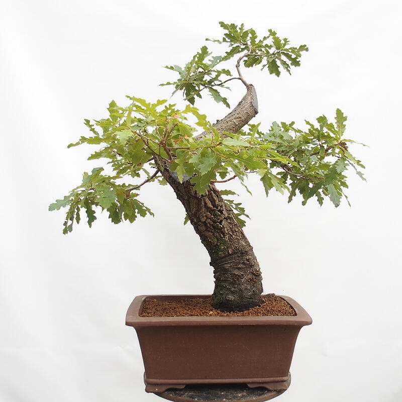 Outdoor-Bonsai Quercus Cerris - Eiche Cer