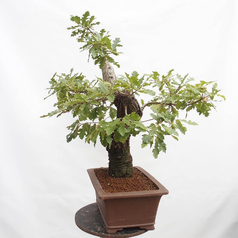 Outdoor-Bonsai Quercus Cerris - Eiche Cer