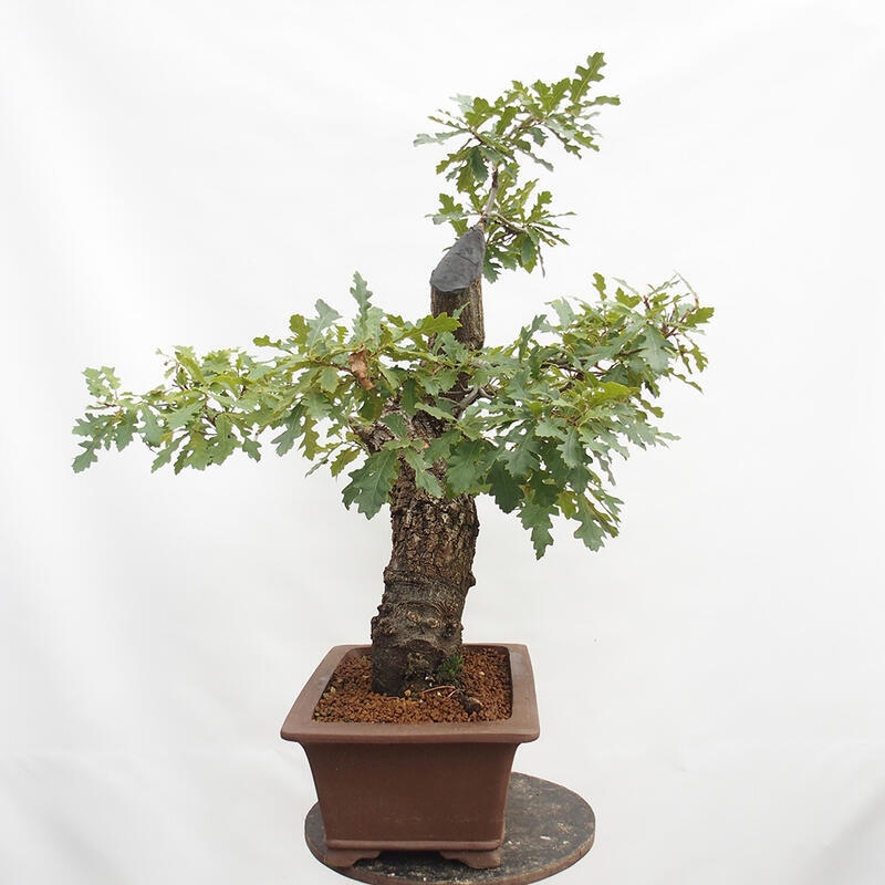Outdoor-Bonsai Quercus Cerris - Eiche Cer