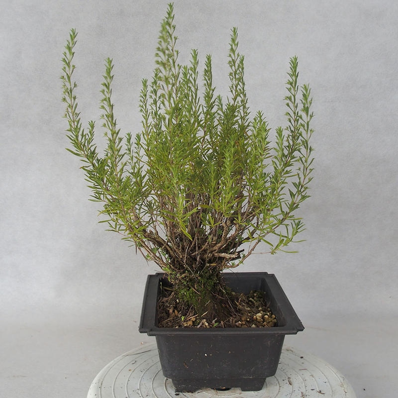 Bonsai im Freien - Berg Satureja - Satureja montana