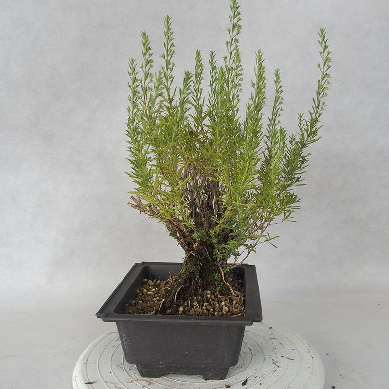 Bonsai im Freien - Berg Satureja - Satureja montana