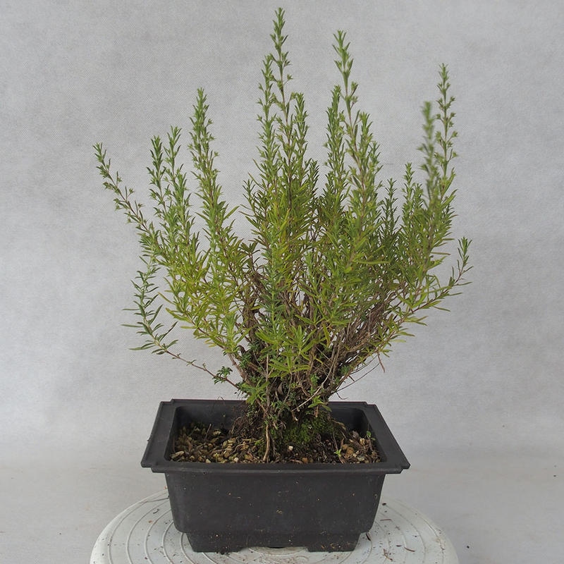 Bonsai im Freien - Berg Satureja - Satureja montana