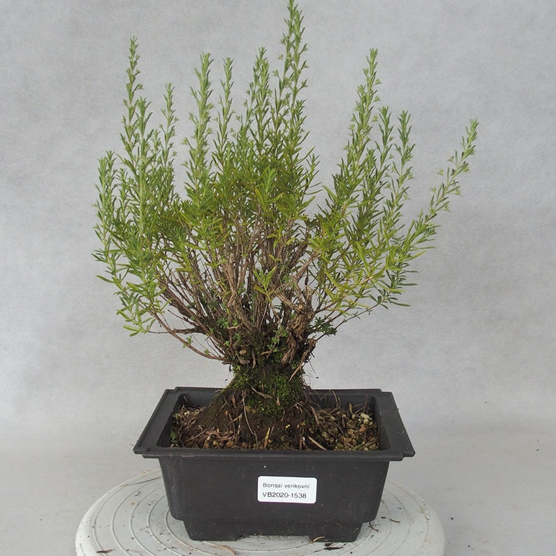 Bonsai im Freien - Berg Satureja - Satureja montana