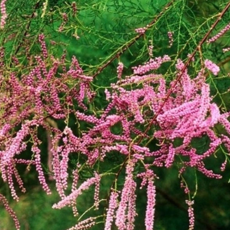 Bonsai im Freien - Tamarix - Tamarix