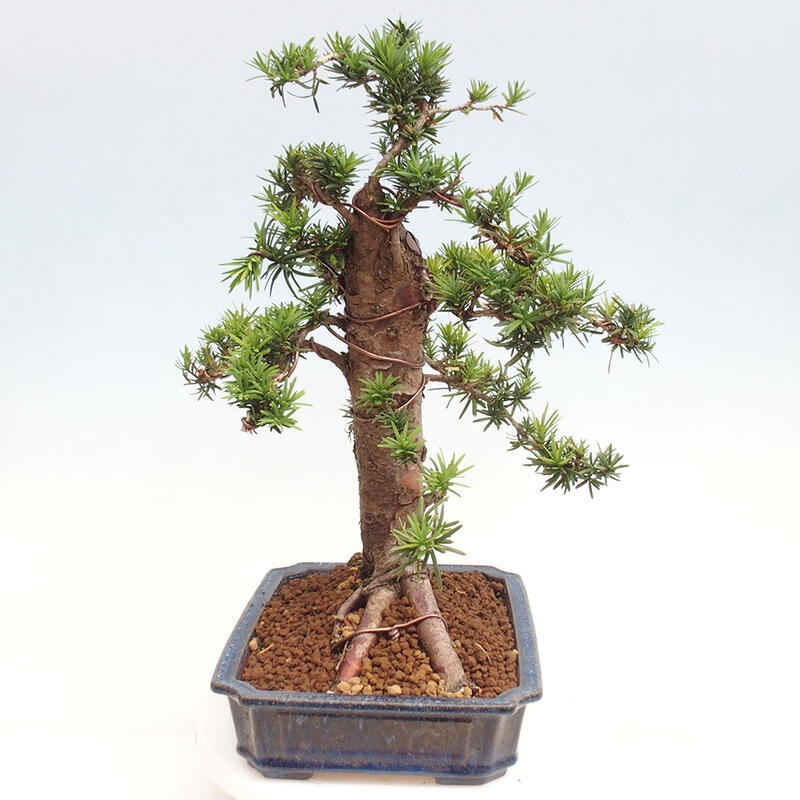 Bonsai im Freien - Taxus cuspidata - Japanische Eibe