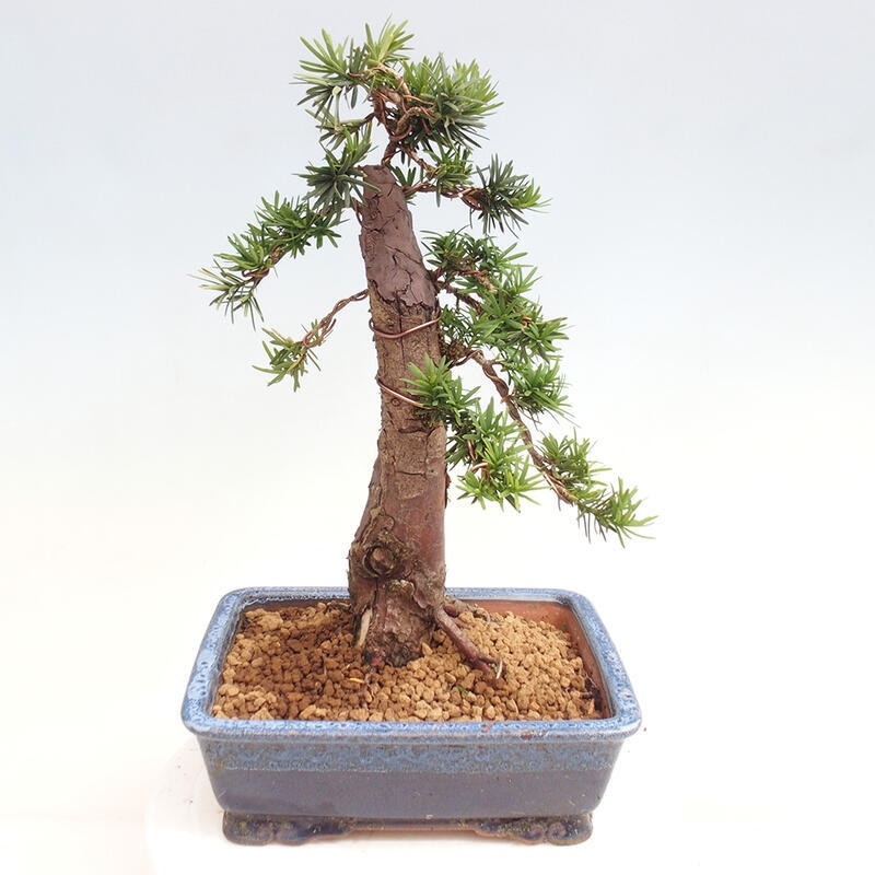 Bonsai im Freien - Taxus cuspidata - Japanische Eibe