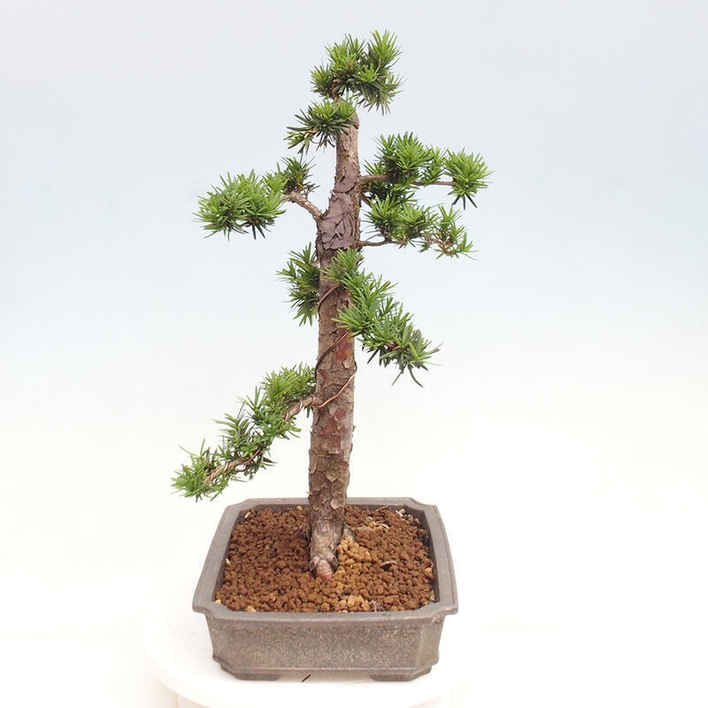Bonsai im Freien - Taxus cuspidata - Japanische Eibe