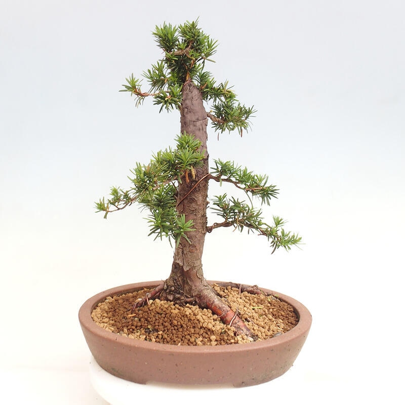 Bonsai im Freien - Taxus cuspidata - Japanische Eibe