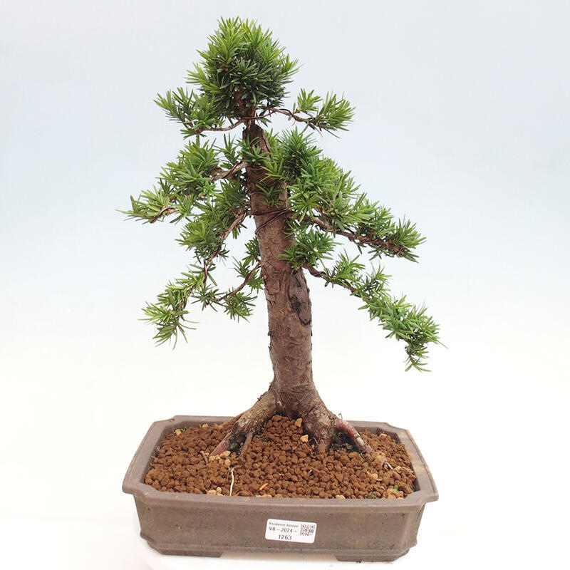Bonsai im Freien - Taxus cuspidata - Japanische Eibe
