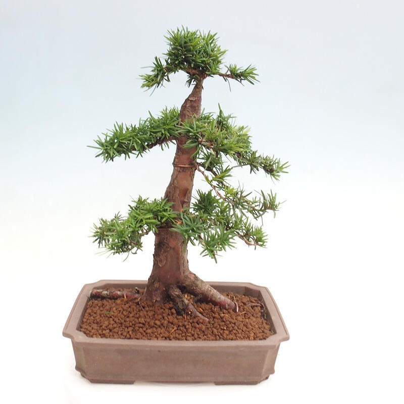 Bonsai im Freien - Taxus cuspidata - Japanische Eibe