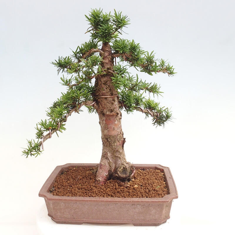 Bonsai im Freien - Taxus cuspidata - Japanische Eibe