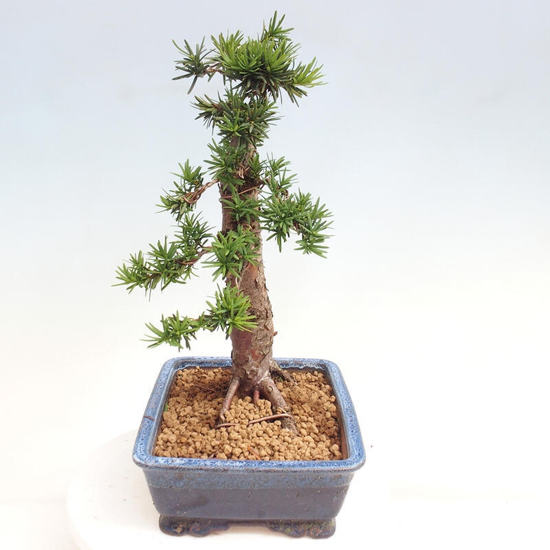 Bonsai im Freien - Taxus cuspidata - Japanische Eibe