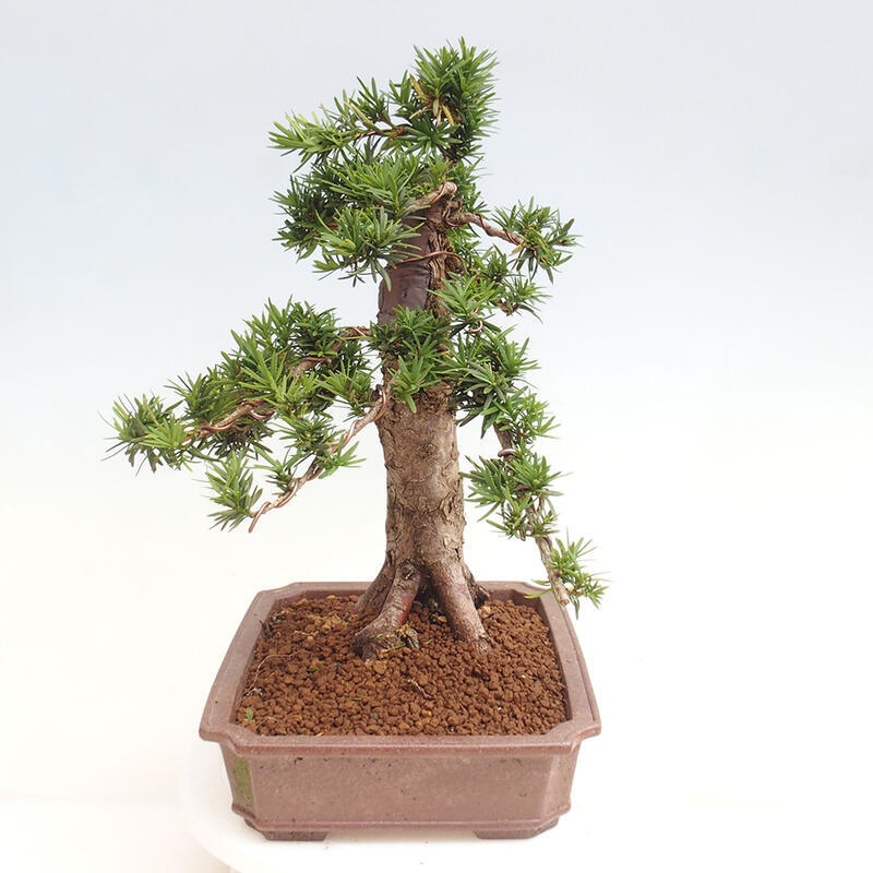 Bonsai im Freien - Taxus cuspidata - Japanische Eibe