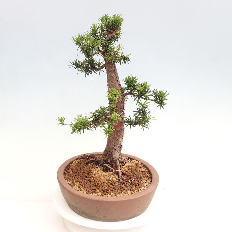Bonsai im Freien - Taxus cuspidata - Japanische Eibe