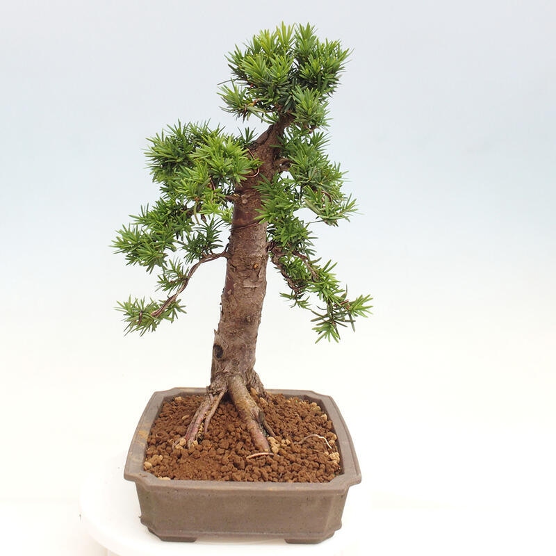 Bonsai im Freien - Taxus cuspidata - Japanische Eibe