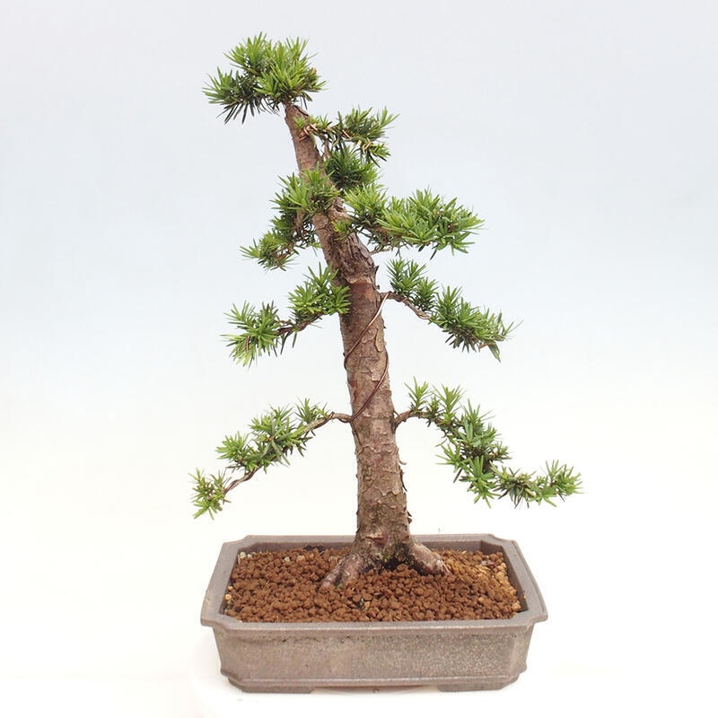 Bonsai im Freien - Taxus cuspidata - Japanische Eibe