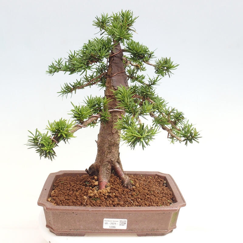 Bonsai im Freien - Taxus cuspidata - Japanische Eibe