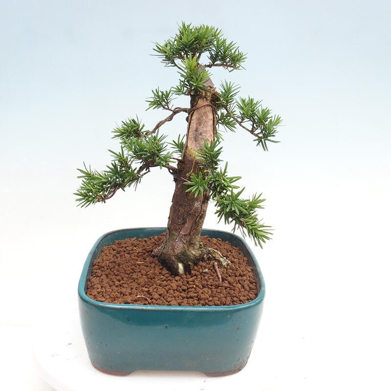 Bonsai im Freien - Taxus cuspidata - Japanische Eibe