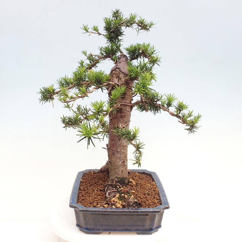 Bonsai im Freien - Taxus cuspidata - Japanische Eibe