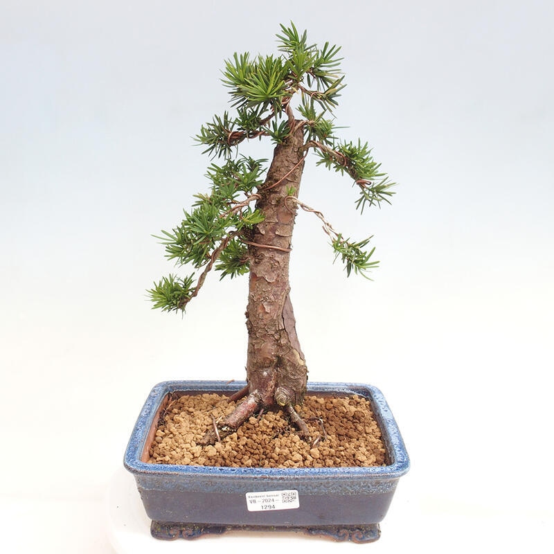 Bonsai im Freien - Taxus cuspidata - Japanische Eibe