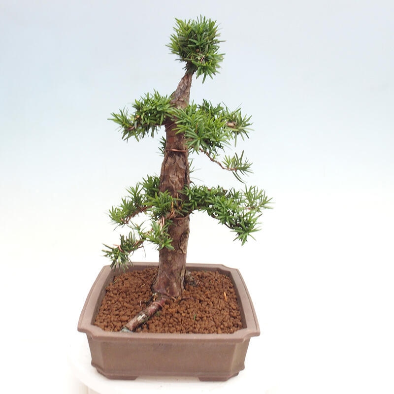 Bonsai im Freien - Taxus cuspidata - Japanische Eibe