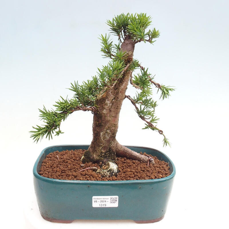 Bonsai im Freien - Taxus cuspidata - Japanische Eibe